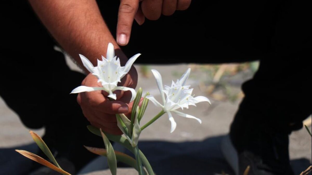 غرامة صادمة لمن يلمس هذه الزهرة في تركيا! 7