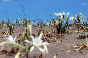 غرامة صادمة لمن يلمس هذه الزهرة في تركيا! 13