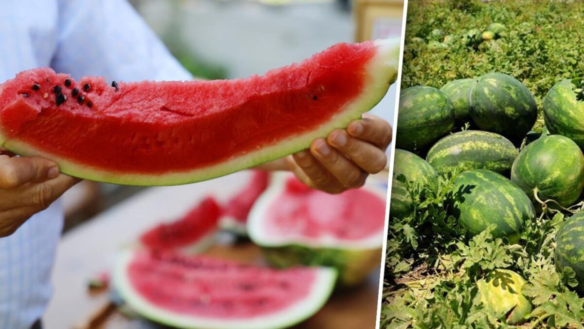 أين يُزرع أفضل بطيخ في تركيا؟ جدل واسع على مواقع التواصل وأضنة ترد بقوة 7