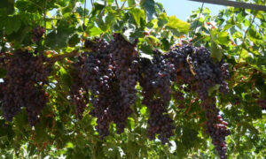 تركيا تخطو نحو الاكتفاء الزراعي.. اعتماد رسمي لأول أصناف عنب محلية