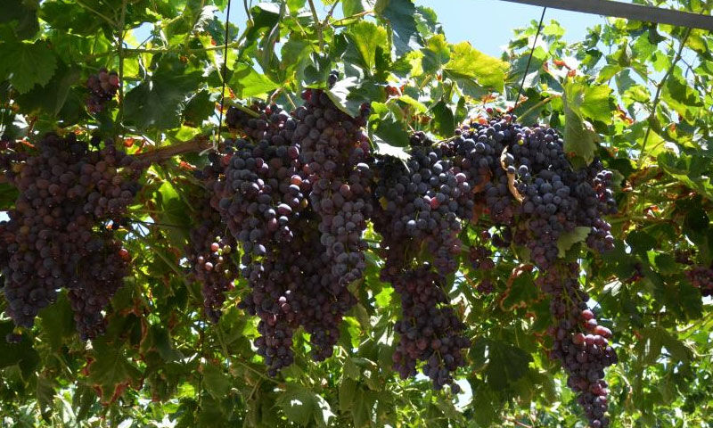 تركيا تخطو نحو الاكتفاء الزراعي.. اعتماد رسمي لأول أصناف عنب محلية 11