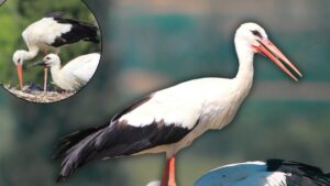 مشهد غير مألوف في بورصة.. طائر لكل بيتين في قرية ساحرة!