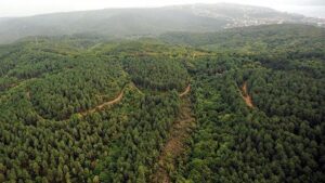 تركيا تحقق إنجازًا غير مسبوق في الغابات.. ما السر وراء القفزة الحرجية الكبرى؟