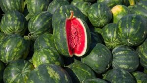 لا تجعل البطيخ يُفسد صيفك.. دليلك لتجنّب التسمم الغذائي الصامت