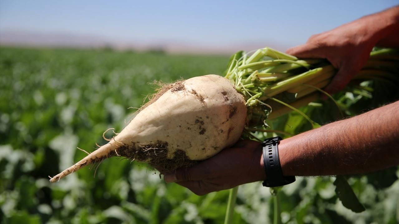 دفعات مالية ضخمة لمزارعي الشمندر في تركيا