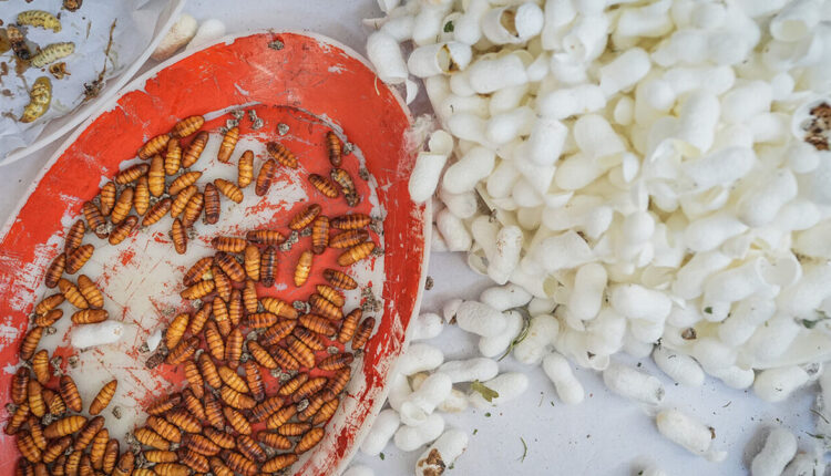 منشأة نادرة عالميًا: تُفرز يدويًا وتُوزّع مجانًا في تركيا