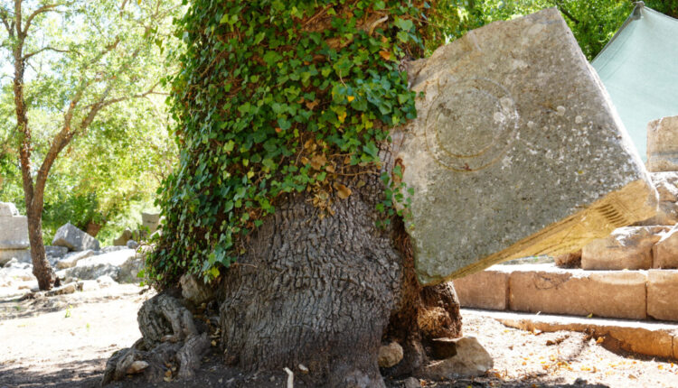 في مشهد لا يُصدق.. شجرة ترفع قطعة من تابوت أثري في أنطاليا