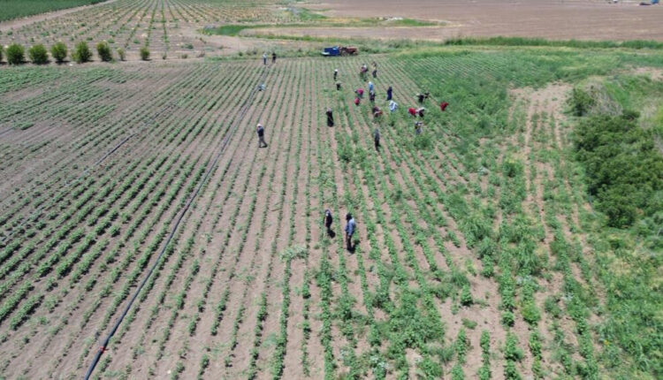 في تركيا.. يعملون تحت حرارة 40 درجة مقابل أجر يومي قدره 650 ليرة!