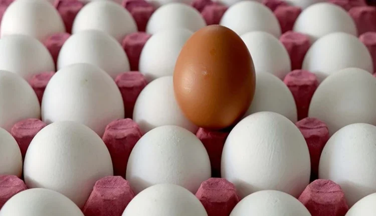 من الآن فصاعدًا.. البيض في تركيا لا يُرمى قبل الوقت الحقيقي!