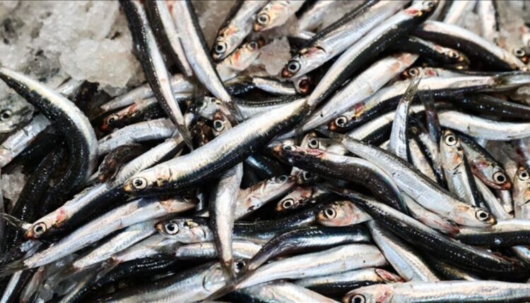 منتجات بحرية تركية تغزو الأسواق العالمية.. وروسيا أكبر الزبائن