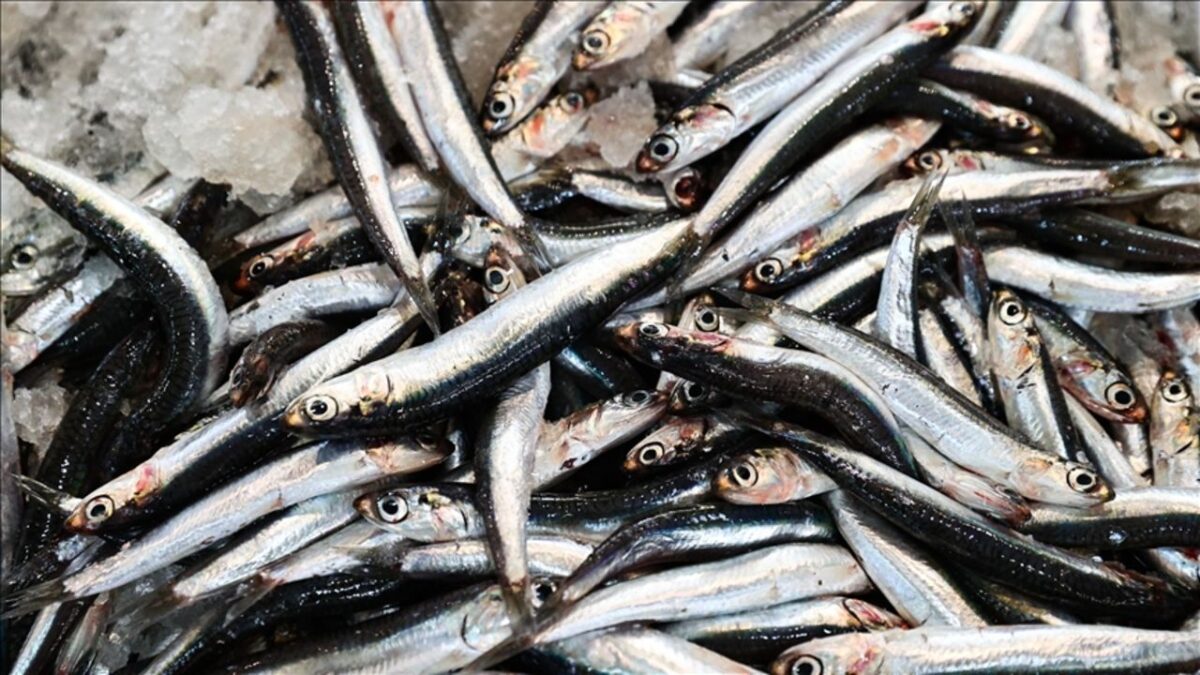 منتجات بحرية تركية تغزو الأسواق العالمية.. وروسيا أكبر الزبائن