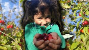 انطلاق موسم حصاد الكرز البري في أرضروم… وفوائده الصحية تبهر الباحثين