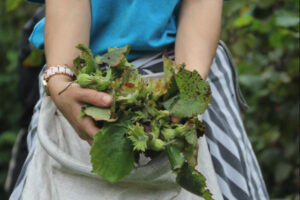 بدء موسم حصاد "الذهب الأخضر" في تركيا