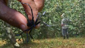 طرابزون تواجه 'سرطان النبات'.. إزالة 4,100 فدان وتكلفة مكافحة 13 مليون ليرة