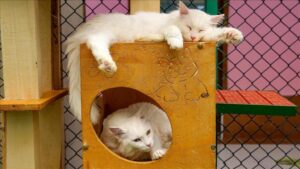 صالة مكيفة ومسبح.. جامعة تركية توفر الراحة والترفيه لقطط وان