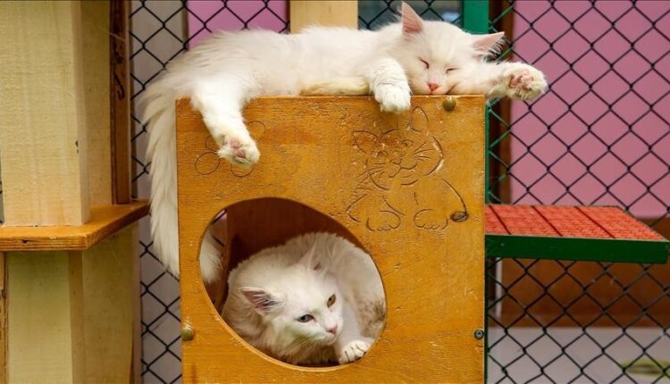 صالة مكيفة ومسبح.. جامعة تركية توفر الراحة والترفيه لقطط وان