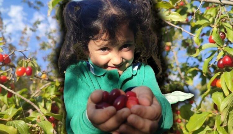 انطلاق موسم حصاد الكرز البري في أرضروم… وفوائده الصحية تبهر الباحثين