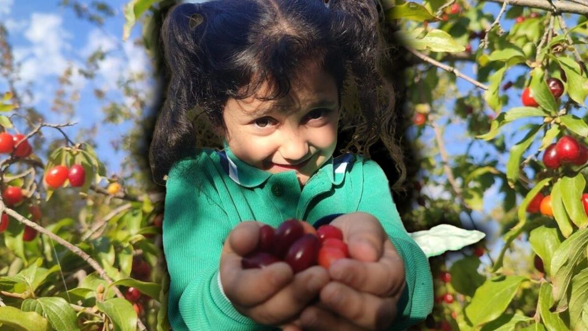 انطلاق موسم حصاد الكرز البري في أرضروم… وفوائده الصحية تبهر الباحثين