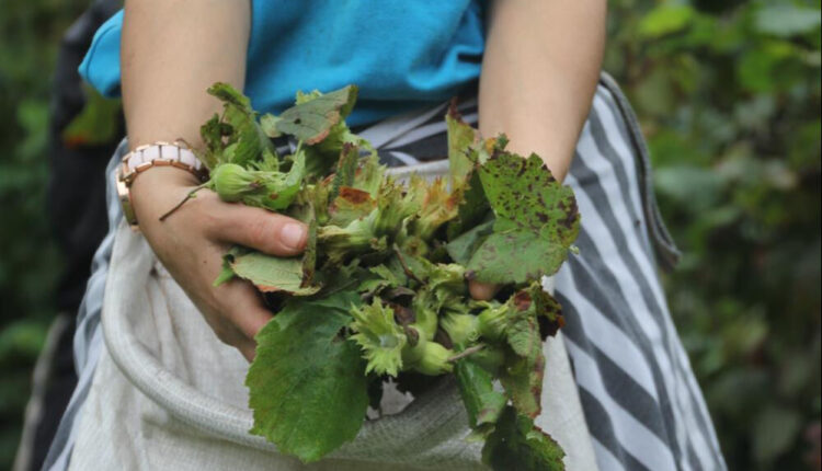 بدء موسم حصاد "الذهب الأخضر" في تركيا