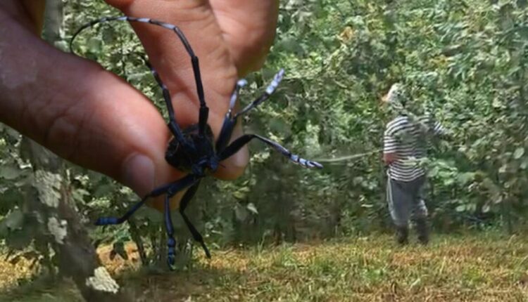 طرابزون تواجه 'سرطان النبات'.. إزالة 4,100 فدان وتكلفة مكافحة 13 مليون ليرة