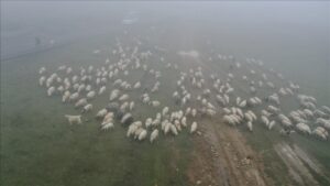 العودة إلى الديار.. رعاة أتراك يغادرون المرتفعات تحت الضباب