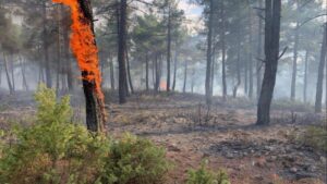 حريق ضخم يلتهم غابات كوتاهيا… السبب صادم