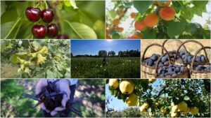 بينها البندق والتين والمشمش.. تركيا الأولى عالميا في 7 منتجات زراعية