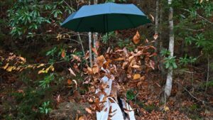 مرتفعات "هامسي كوي".. جمال تزينه ألوان الخريف بتركيا