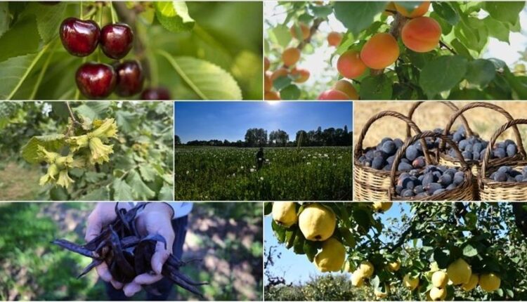 بينها البندق والتين والمشمش.. تركيا الأولى عالميا في 7 منتجات زراعية