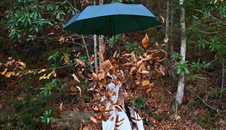 مرتفعات "هامسي كوي".. جمال تزينه ألوان الخريف بتركيا